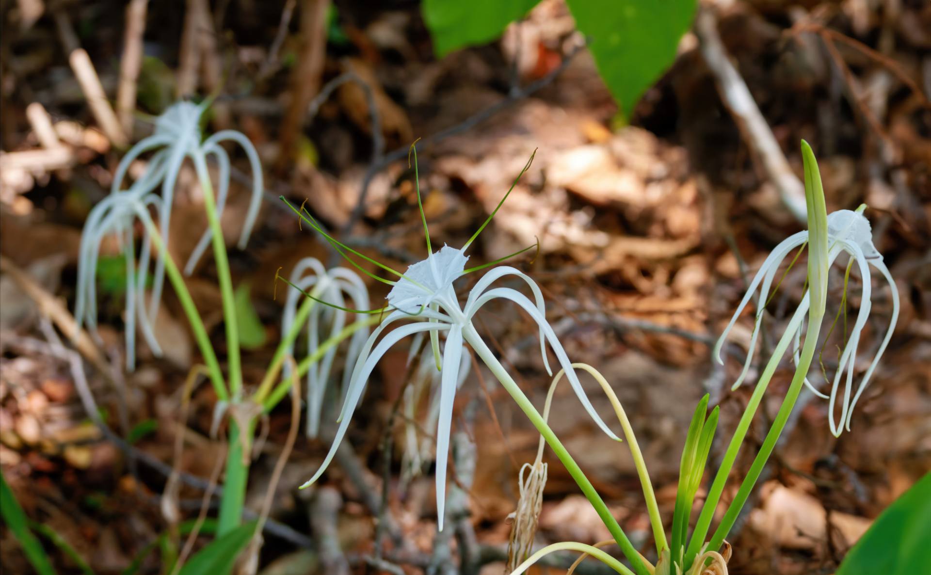 Spinnenlilie oder Schönhäutchen